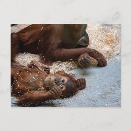 Monkey Ape dierentuin Briefkaart (Voorkant)