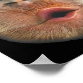 Monkey Blowing Stomach Face  Poster (Hoek)