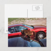 Monkey Business Briefkaart (Voorkant / Achterkant)