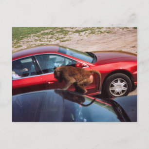 Monkey Business Briefkaart