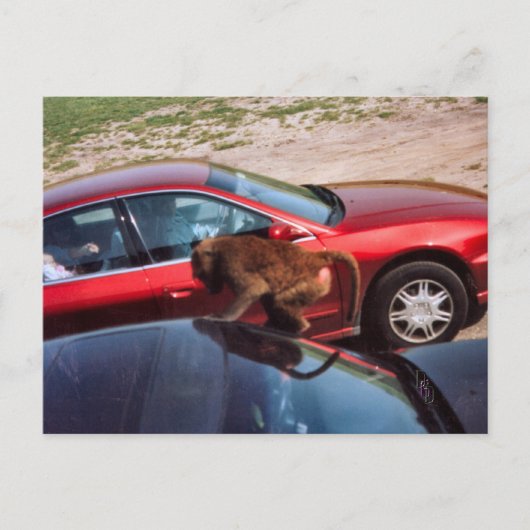 Monkey Business Briefkaart (Voorkant)