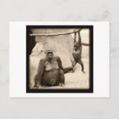 Monkey Business Briefkaart (Voorkant)