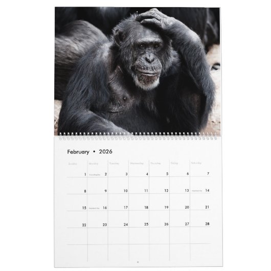 Monkey Business Calendar Kalender (Feb 2026)