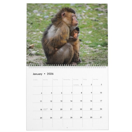 Monkey Business Calendar Kalender (Jan 2026)