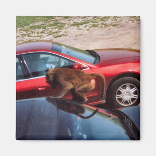 Monkey Business Magneet (Voorkant)