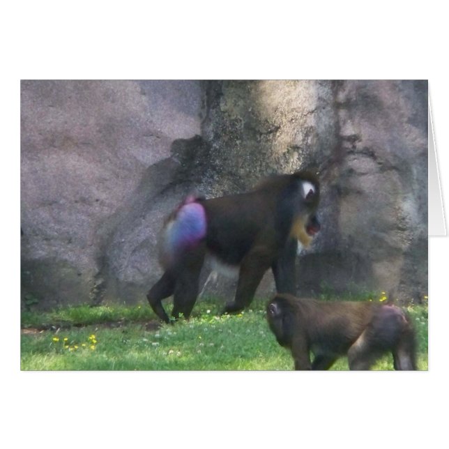 Monkey Butt (Voorkant Horizontaal)