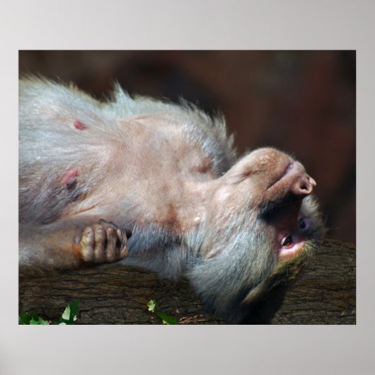 Monkey chill poster (Voorkant)