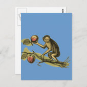 Monkey en Zijne Coconuts Briefkaart (Voorkant / Achterkant)