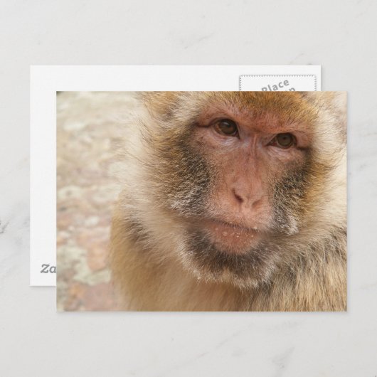 Monkey Face Briefkaart (Voorkant / Achterkant)