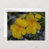 Monkey Flowers, Unalaska Island Briefkaart (Voorkant / Achterkant)