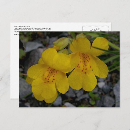 Monkey Flowers, Unalaska Island Briefkaart (Voorkant / Achterkant)