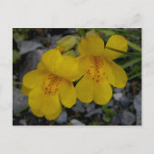 Monkey Flowers, Unalaska Island Briefkaart (Voorkant)