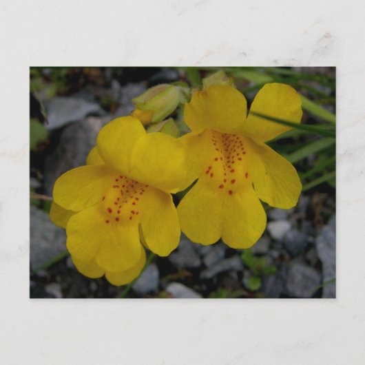 Monkey Flowers, Unalaska Island Briefkaart (Voorkant)