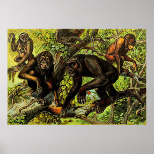 Monkey Gibbon Chipanze Animal Poster