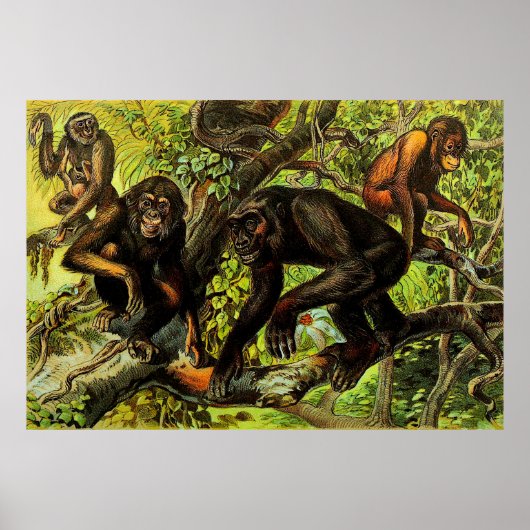  Monkey Gibbon Chipanze Animal Poster (Voorkant)