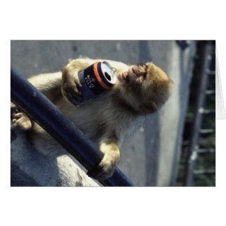 Monkey in Gibraltar