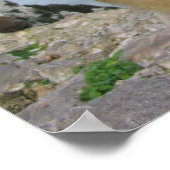 Monkey in Gibraltar Poster (Hoek)