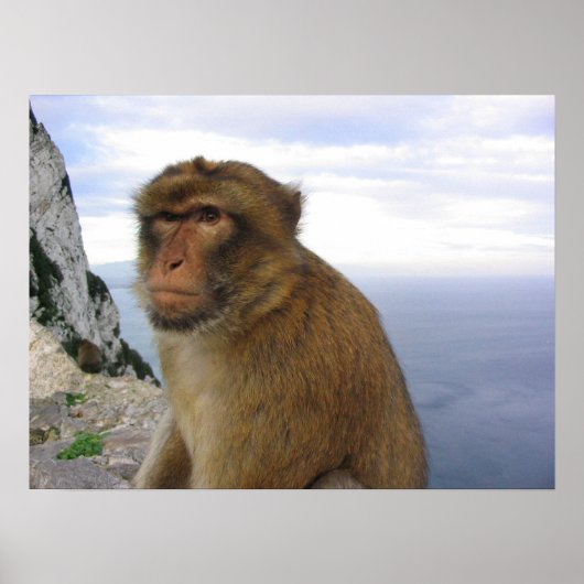 Monkey in Gibraltar Poster (Voorkant)
