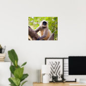 Monkey in oerwoud van het Nationaal Park Ranthambo Poster (Thuiskantoor)