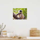 Monkey in oerwoud van het Nationaal Park Ranthambo Poster (Keuken)