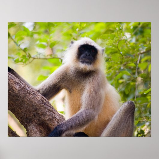 Monkey in oerwoud van het Nationaal Park Ranthambo Poster (Voorkant)