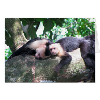 Monkey Love