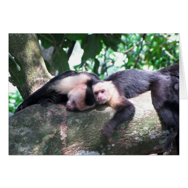 Monkey Love (Voorkant Horizontaal)