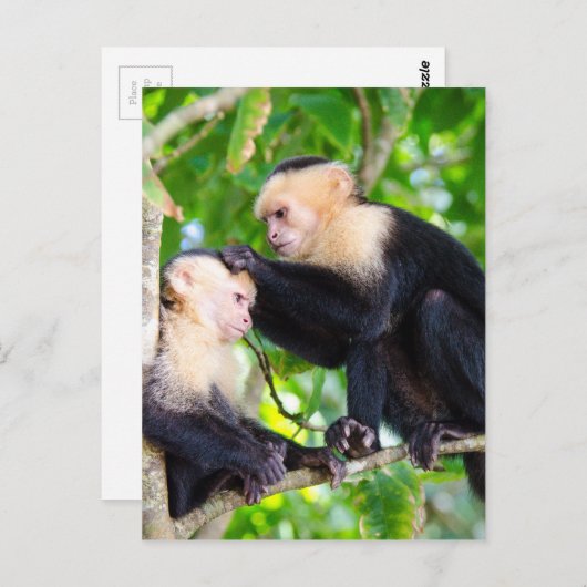 Monkey Love Briefkaart (Voorkant / Achterkant)