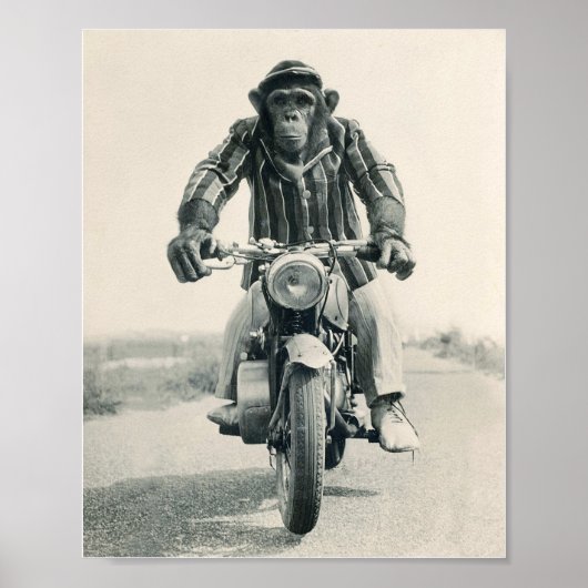 Monkey motorfiets, ape op motorfiets,  poster (Voorkant)