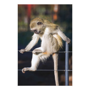 Monkey op afdruk van hoge kwaliteit