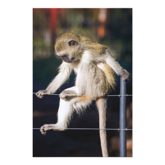 Monkey op afdruk van hoge kwaliteit (Voorkant)