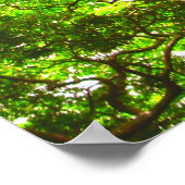 Monkey Pod Tree Poster (Hoek)