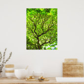 Monkey Pod Tree Poster (Keuken)