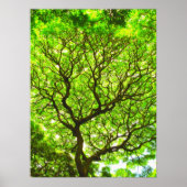 Monkey Pod Tree Poster (Voorkant)