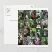 Monkey primate montage briefkaart (Voorkant / Achterkant)