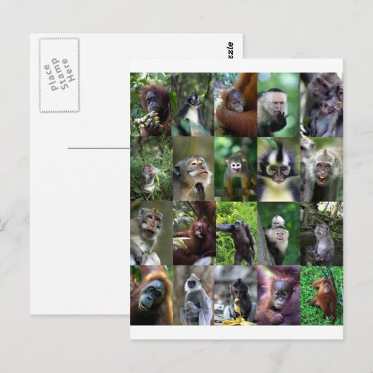 Monkey primate montage briefkaart (Voorkant / Achterkant)