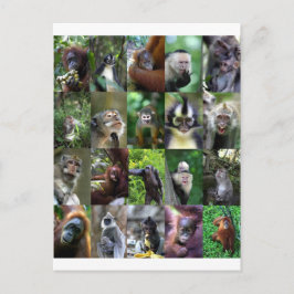Monkey primate montage briefkaart