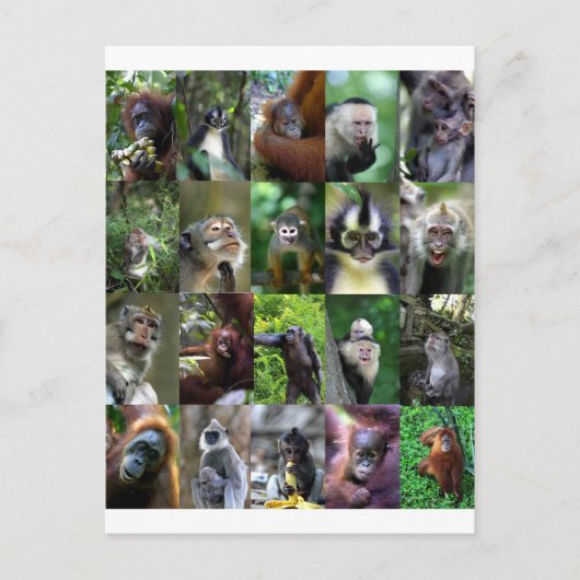 Monkey primate montage briefkaart (Voorkant)
