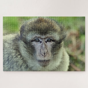Monkey puzzel