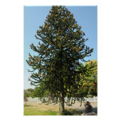 Monkey Puzzle. Perfect Poster (Voorkant)