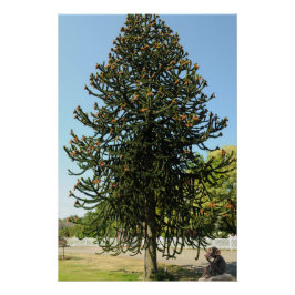 Monkey Puzzle. Perfect Poster