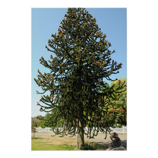 Monkey Puzzle. Perfect Poster (Voorkant)