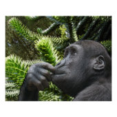 Monkey Puzzle. Perfect Poster (Voorkant)