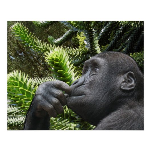 Monkey Puzzle. Perfect Poster (Voorkant)