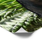 Monkey Puzzle. Perfect Poster (Hoek)