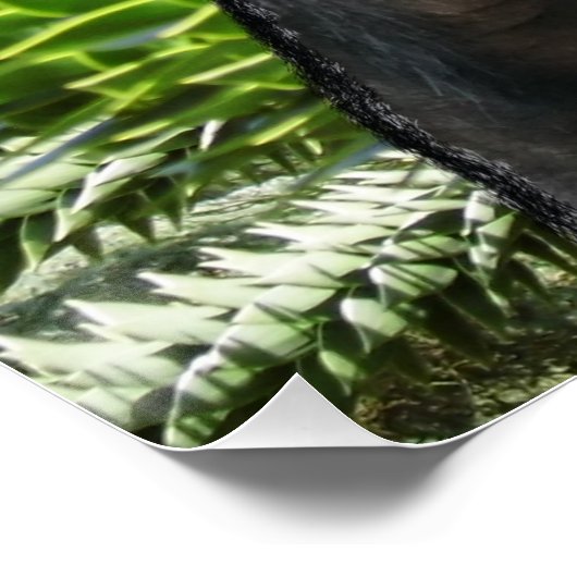 Monkey Puzzle. Perfect Poster (Hoek)