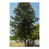 Monkey Puzzle. Perfect Poster (Voorkant)