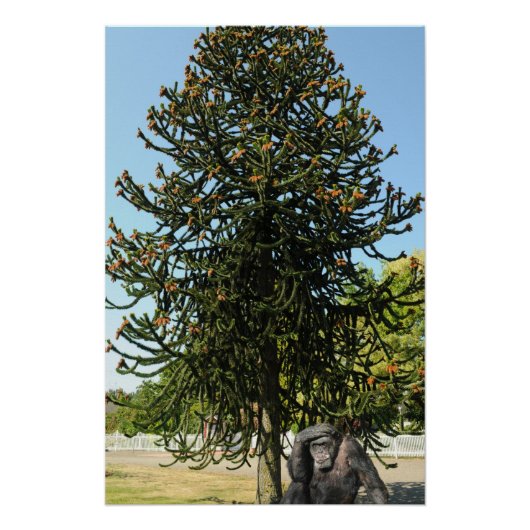 Monkey Puzzle. Perfect Poster (Voorkant)