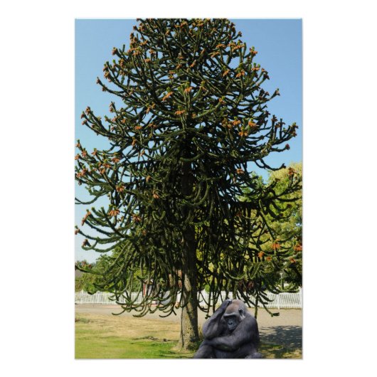 Monkey Puzzle. Perfect Poster (Voorkant)