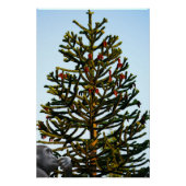 Monkey Puzzle. Perfect Poster (Voorkant)